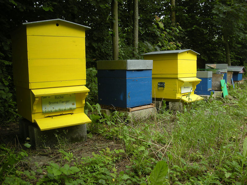 La ruche Brome Fierger